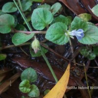 Lobelia zeylanica L.